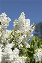  - Syringa vulgaris 'Primrose'