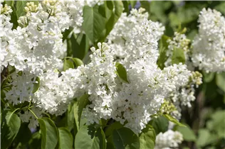  - Syringa vulgaris 'Primrose'