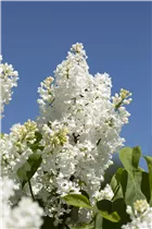  - Syringa vulgaris 'Primrose'