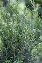  - Taxus baccata 'Renke´s Kleiner Grüner'®