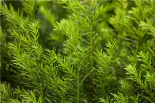  - Taxus baccata 'Renke´s Kleiner Grüner'®
