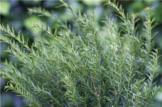  - Taxus baccata 'Renke´s Kleiner Grüner'®
