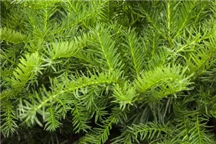  - Taxus baccata 'Repandens'