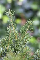  - Taxus baccata 'Repandens'