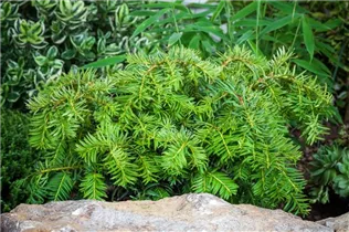  - Taxus baccata 'Repandens'