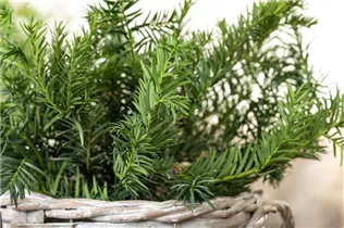  - Taxus baccata 'Repandens'