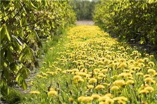 - Taraxacum officinale  - Taraxacum officinale