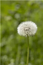 - Taraxacum officinale  - Taraxacum officinale