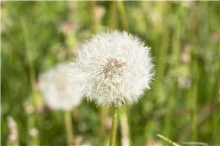 - Taraxacum officinale  - Taraxacum officinale