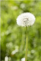 - Taraxacum officinale  - Taraxacum officinale