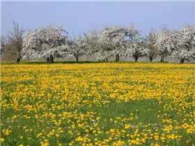 - Taraxacum officinale  - Taraxacum officinale