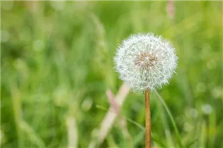 - Taraxacum officinale  - Taraxacum officinale