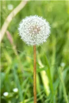 - Taraxacum officinale  - Taraxacum officinale