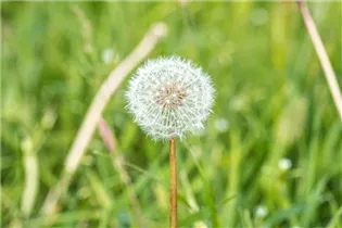 - Taraxacum officinale  - Taraxacum officinale