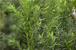  - Taxus baccata 'Schwarzgrün'
