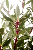 - Tasmannia lanceolata  - Tasmannia lanceolata