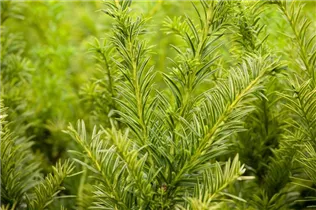  - Taxus baccata 'Semperaurea'