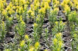  - Taxus baccata 'Semperaurea'