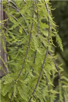  - Taxodium distichum 'Cascade Falls'®