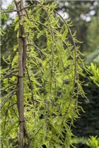  - Taxodium distichum 'Cascade Falls'®