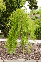  - Taxodium distichum 'Cascade Falls'®
