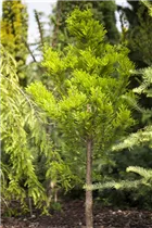  - Taxodium distichum 'Peve Minaret'