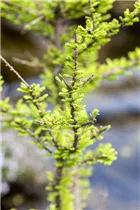 - Taxodium distichum 'Peve Minaret'