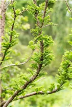  - Taxodium distichum 'Peve Minaret'