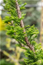  - Taxodium distichum 'Peve Minaret'