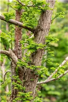  - Taxodium distichum 'Peve Minaret'