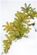  - Taxus cuspidata 'Emerald Spreader'®