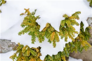  - Taxus cuspidata 'Emerald Spreader'®