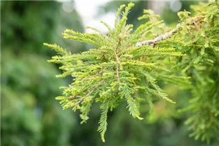 - Taxodium distichum 'Secrest'