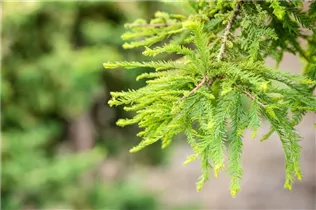  - Taxodium distichum 'Secrest'