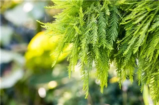  - Taxodium distichum 'Secrest'