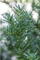 - Taxus cuspidata 'Lescow'