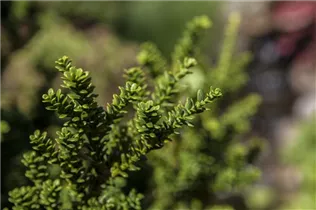  - Taxus baccata 'Amersfoort'
