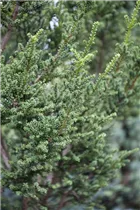  - Taxus baccata 'Amersfoort'