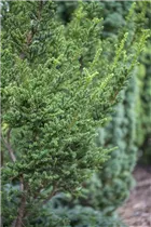  - Taxus baccata 'Amersfoort'