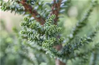  - Taxus baccata 'Amersfoort'