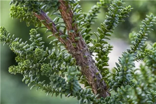  - Taxus baccata 'Amersfoort'