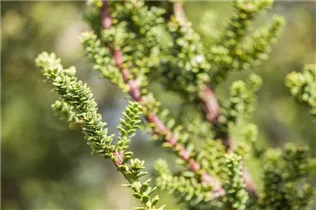  - Taxus baccata 'Amersfoort'