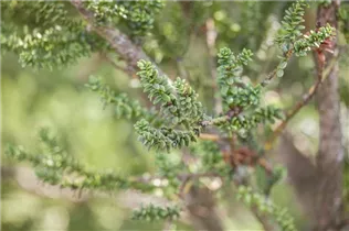  - Taxus baccata 'Amersfoort'