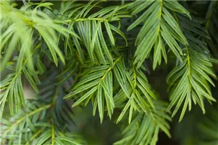  - Taxus baccata 'Aurea'