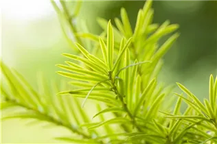 - Taxus baccata 'Aurea'