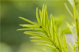  - Taxus baccata 'Aurea'