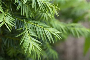  - Taxus baccata 'Aurea'
