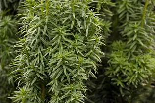  - Taxus baccata 'David'