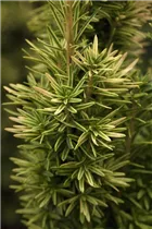  - Taxus baccata 'David'