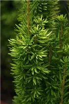  - Taxus baccata 'David'